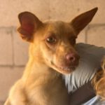 Podenco Lorena, 05/2024, Endgröße ca. 40 cm