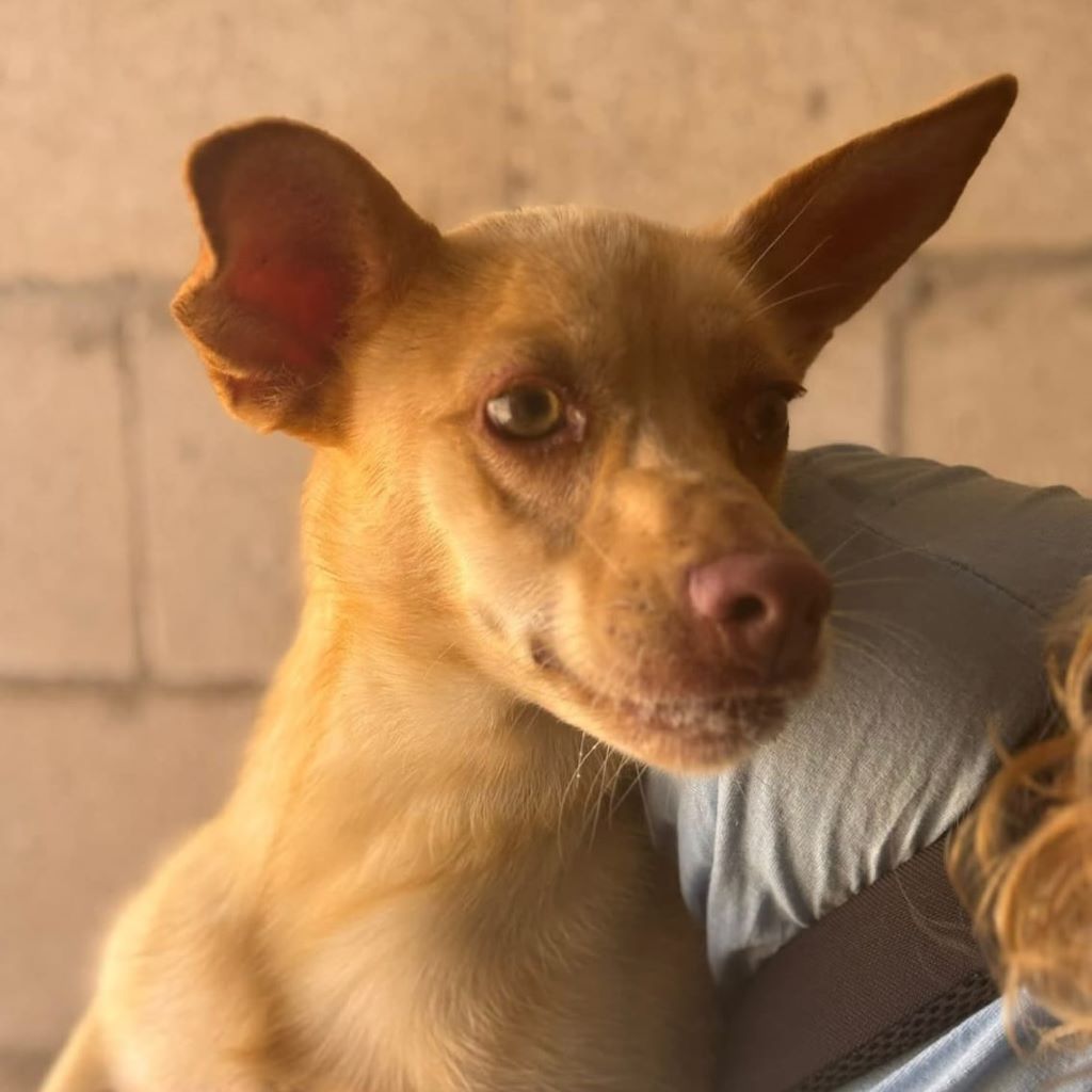 Podenco Lorena, 05/2024, Endgröße ca. 40 cm
