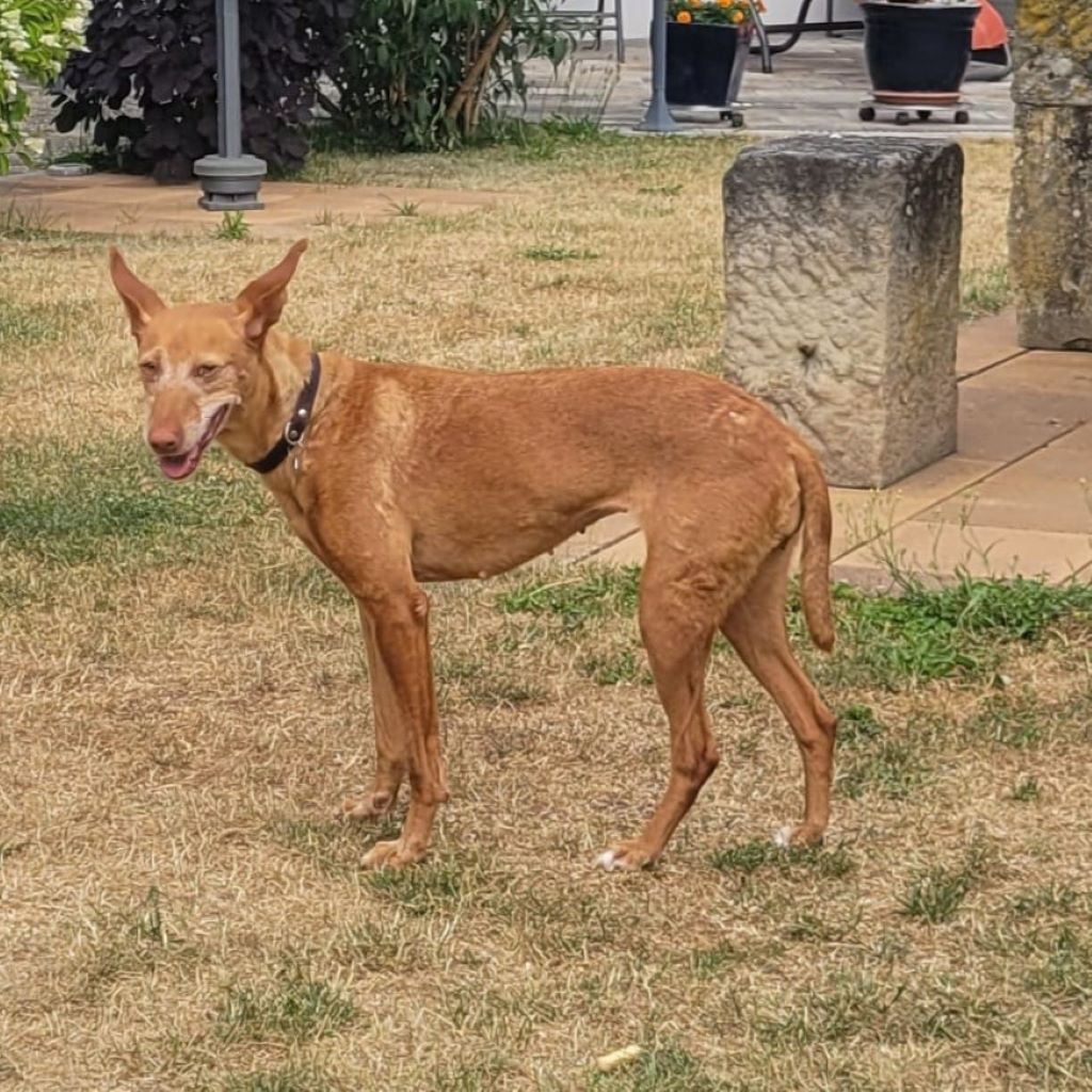Podenco Louise, 08/2020, ca. 45 cm, 96148 Baunach
