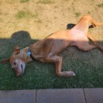 Podenco Louise, 08/2020, ca. 45 cm, 96148 Baunach