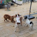 Podenco Louise, 08/2020, ca. 45 cm, 96148 Baunach