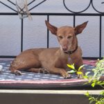 Podenco Louise, 08/2020, ca. 45 cm, 96148 Baunach