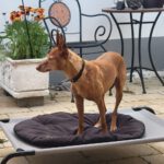Podenco Louise, 08/2020, ca. 45 cm, 96148 Baunach