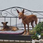 Podenco Louise, 08/2020, ca. 45 cm, 96148 Baunach