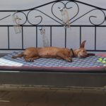 Podenco Louise, 08/2020, ca. 45 cm, 96148 Baunach
