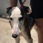 Galgo Luar, 02/2024, ca. 70 cm