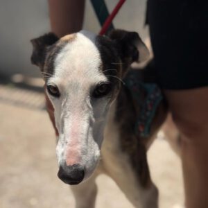Galgo Luar, 02/2024, ca. 70 cm