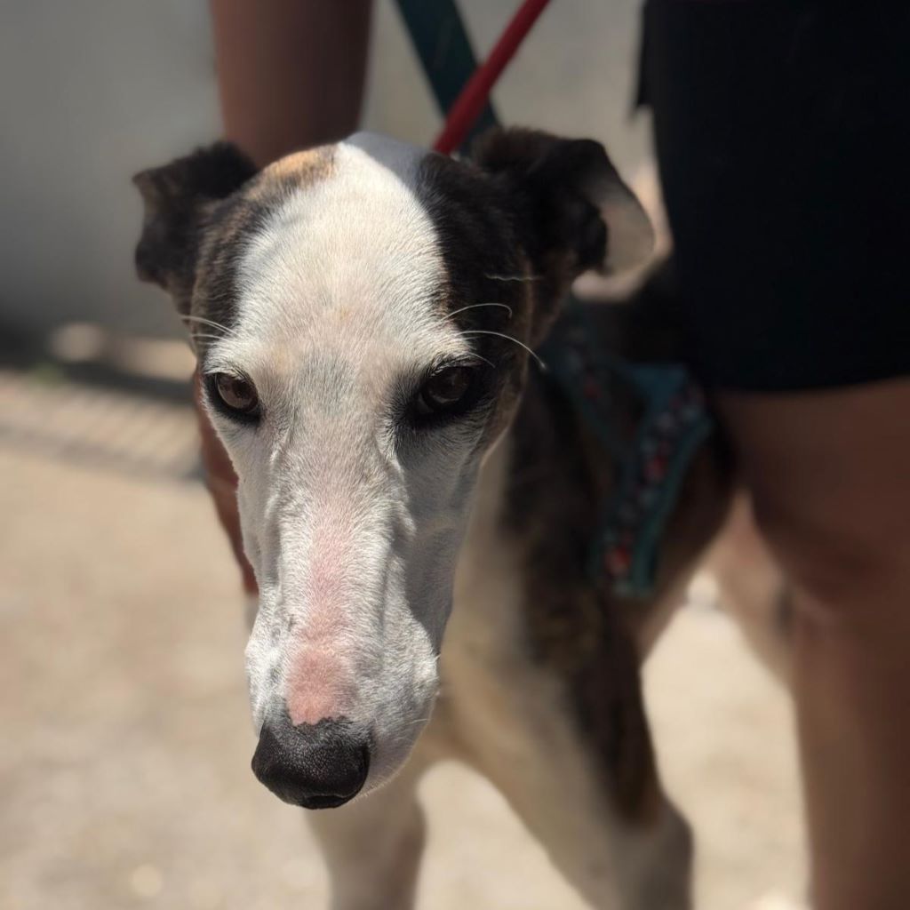 Galgo Luar, 02/2024, ca. 70 cm