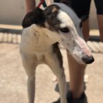 Galgo Luar, 02/2024, ca. 70 cm