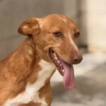 Podenco Lucera, 04/2019, ca. 45 cm