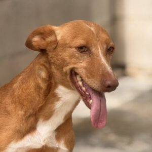 Podenco Lucera, 04/2019, ca. 45 cm