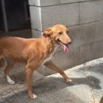 Podenco Lucera, 04/2019, ca. 45 cm