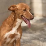 Podenco Lucera, 04/2019, ca. 45 cm