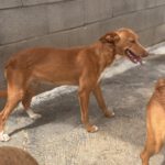 Podenco Lucera, 04/2019, ca. 45 cm
