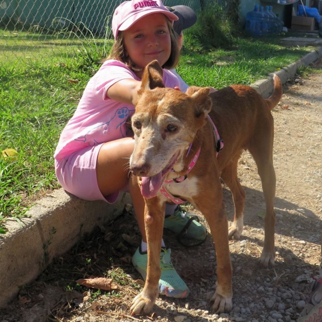 Podenco Lucera, 02/2025, ca. 45 cm