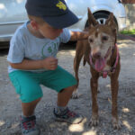 Podenco Lucera, 02/2015, ca. 45 cm