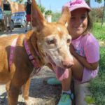 Podenco Lucera, 02/2015, ca. 45 cm