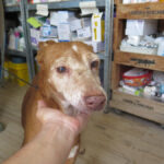 Podenco Lucera, 02/2015, ca. 45 cm