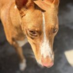 Podenco Luque, 06/2021, ca. 45 cm