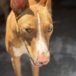 Podenco Luque, 06/2021, ca. 45 cm