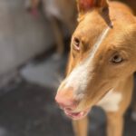 Podenco Luque, 06/2021, ca. 45 cm
