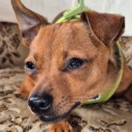 Pinscher Mischling Mango, 06/2024, Endgröße ca. 32 cm, 22885 Barsbüttel