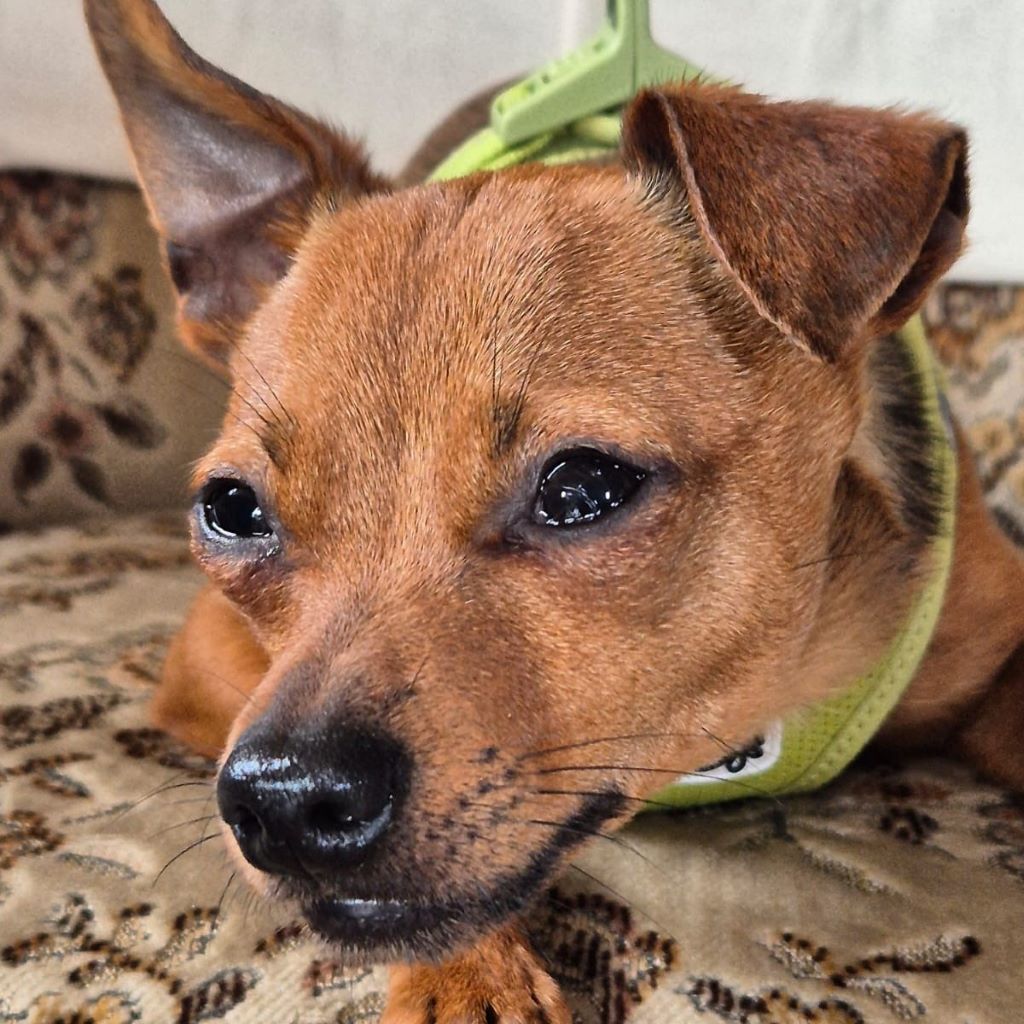 Pinscher Mischling Mango, 06/2024, Endgröße ca. 32 cm, 22885 Barsbüttel