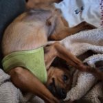 Pinscher Mischling Mango, 06/2024, Endgröße ca. 32 cm, 22885 Barsbüttel