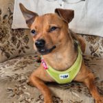Pinscher Mischling Mango, 06/2024, Endgröße ca. 32 cm, 22885 Barsbüttel