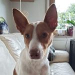 Podenco Mischling Marcos, 10/2023, ca. 48 cm, 82377 Penzberg