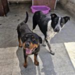 Rottweiler Marisa, 05/2020, ca. 60 cm