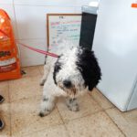 Wasserhund Max de aguas del Alcazar ,05/2024, Endgröße ca. 40 cm