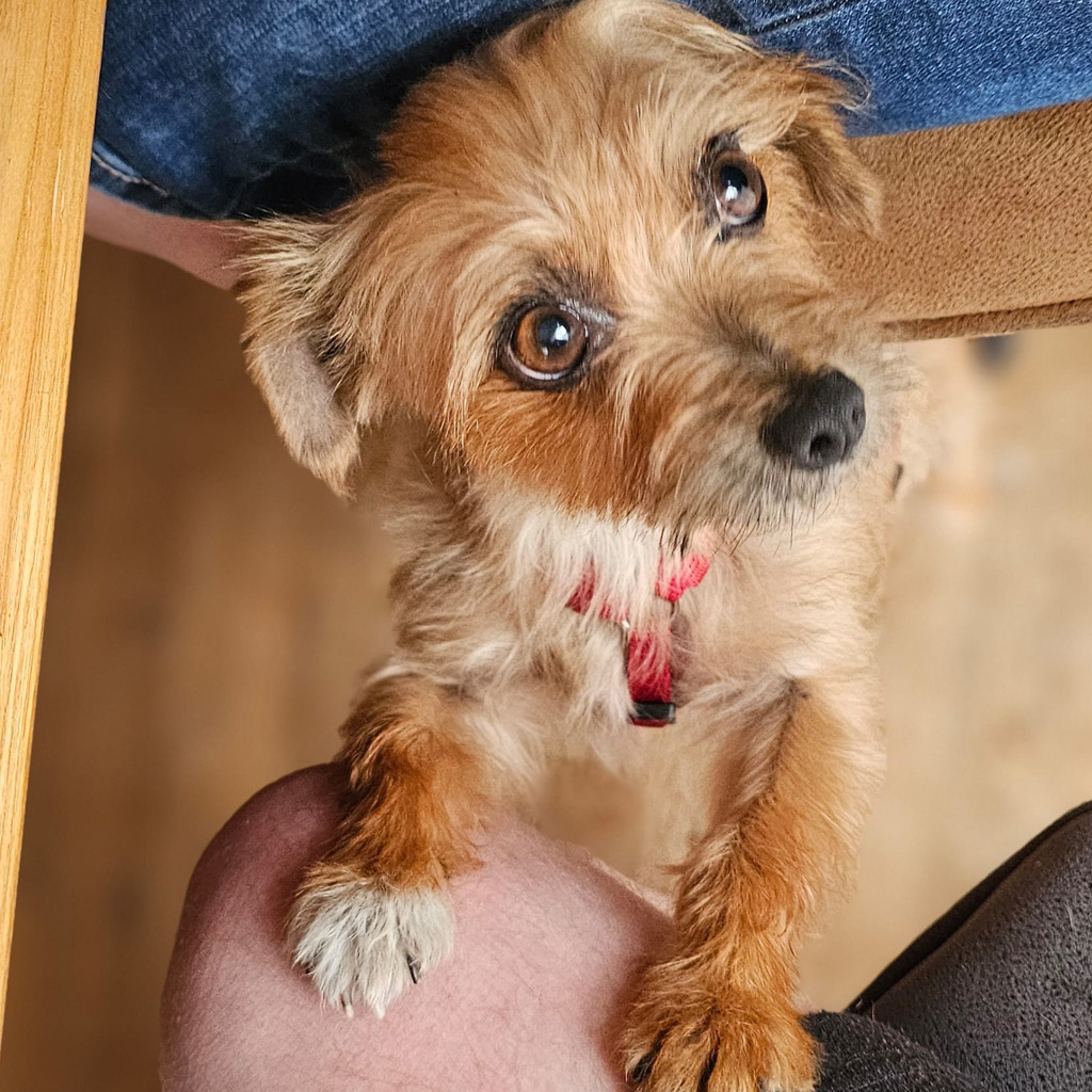 Medizintopf Didi - Yorkshire Terrier Didi, 04/2023, ca. 28 cm