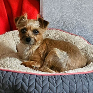 Medizintopf Didi - Yorkshire Terrier Mischling Didi, 04/2023, ca. 28 cm