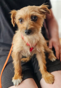 Medizintopf Didi - Yorkshire Terrier Mischling Didi, 04/2023, ca. 28 cm