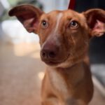 Podenco Maneto Melocoton, 09/2023, ca. 35 cm