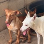 Podenco Maneto Melocoton, 09/2023, ca. 35 cm