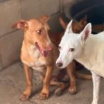 Podenco Maneto Melocoton, 09/2023, ca. 35 cm