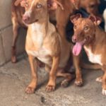 Podenco Maneto Melocoton, 09/2023, ca. 35 cm