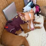 Podenco Mischling Mika, 06/2022, ca. 40 cm, 12557 Berlin