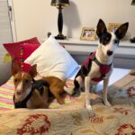 Podenco Mischling Mika, 06/2022, ca. 40 cm, 12557 Berlin