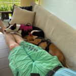 Podenco Mischling Mika, 06/2022, ca. 40 cm, 12557 Berlin