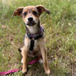 Mischling Milo, 01/2025, Endgröße ca. 40 cm, 57555 Mudersbach