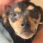 Pinscher Mischling Mini, 06/2019, ca. 30 cm