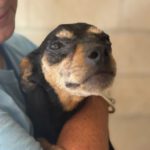 Pinscher Mischling Mini, 06/2019, ca. 30 cm