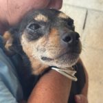 Pinscher Mischling Mini, 06/2019, ca. 30 cm