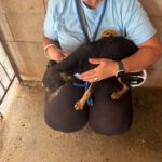 Pinscher Mischling Mini, 06/2019, ca. 30 cm