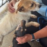 Pinscher Mischling Mini, 06/2019, ca. 30 cm