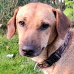 Mischling Murphy, 07/2021, ca. 44 cm, 29690 Grethem