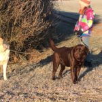 Golden Retriever Mischling Nala, 02/2019, ca. 50 cm,87634 Obergünzburg